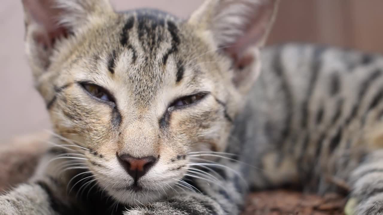 靠近地板上睡觉的猫视频素材