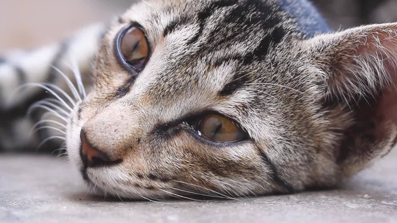 可爱的睡眼惺忪的棕色猫脸的特写镜头视频素材