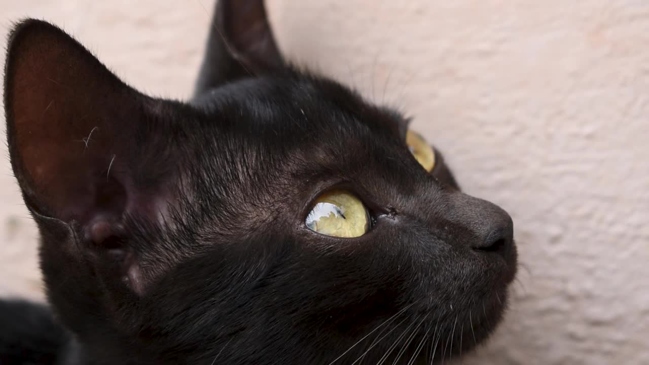 有金/铜眼睛的黑猫。视频素材