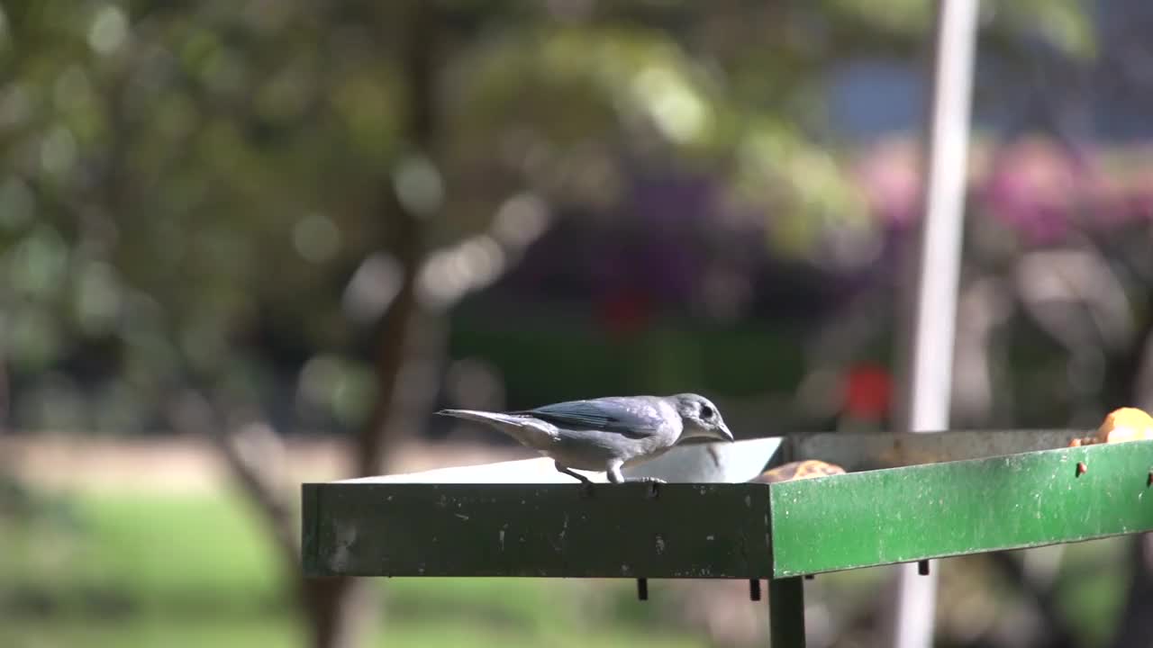 巴西森林里的鸟视频素材