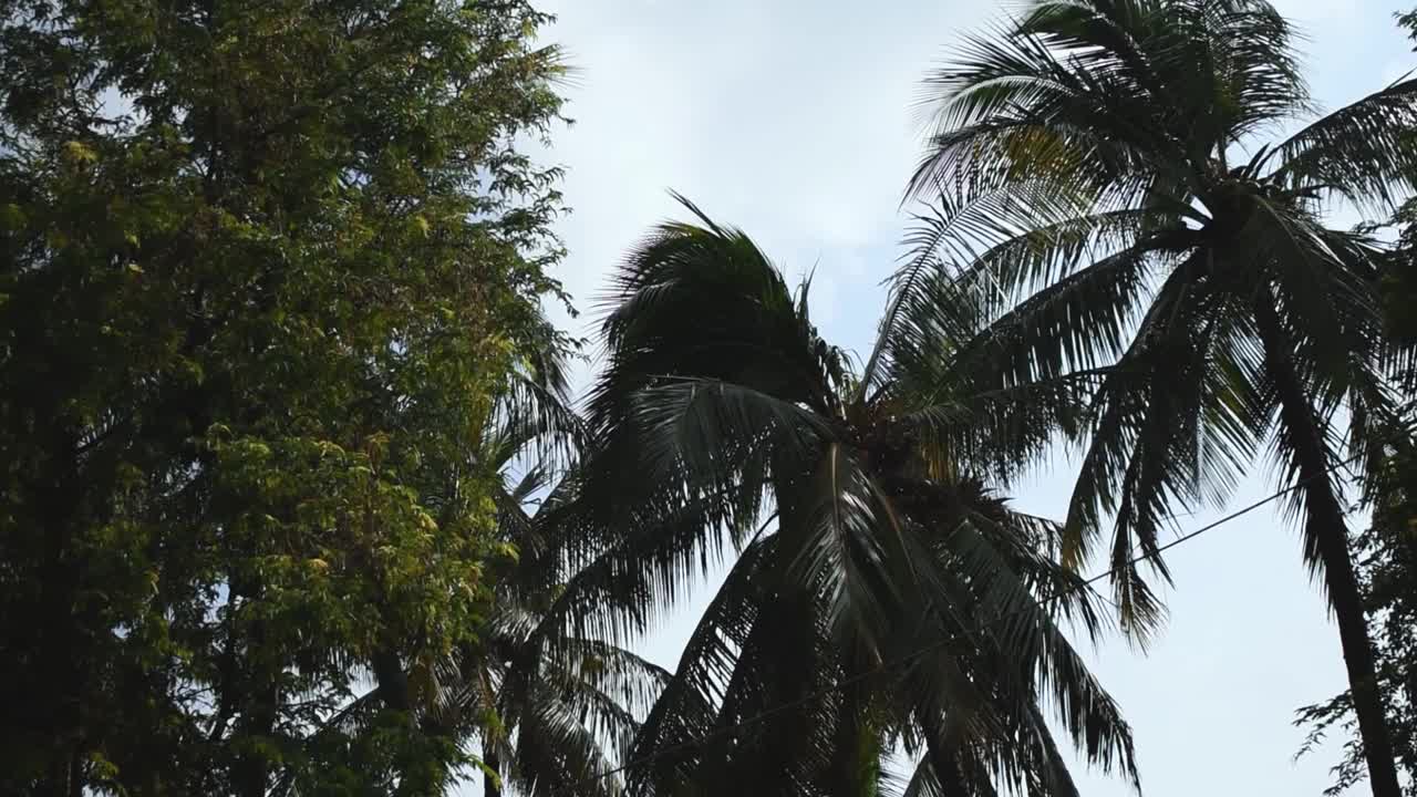 夏季热带岛屿上美丽的椰子树的底部视图拍摄视频素材