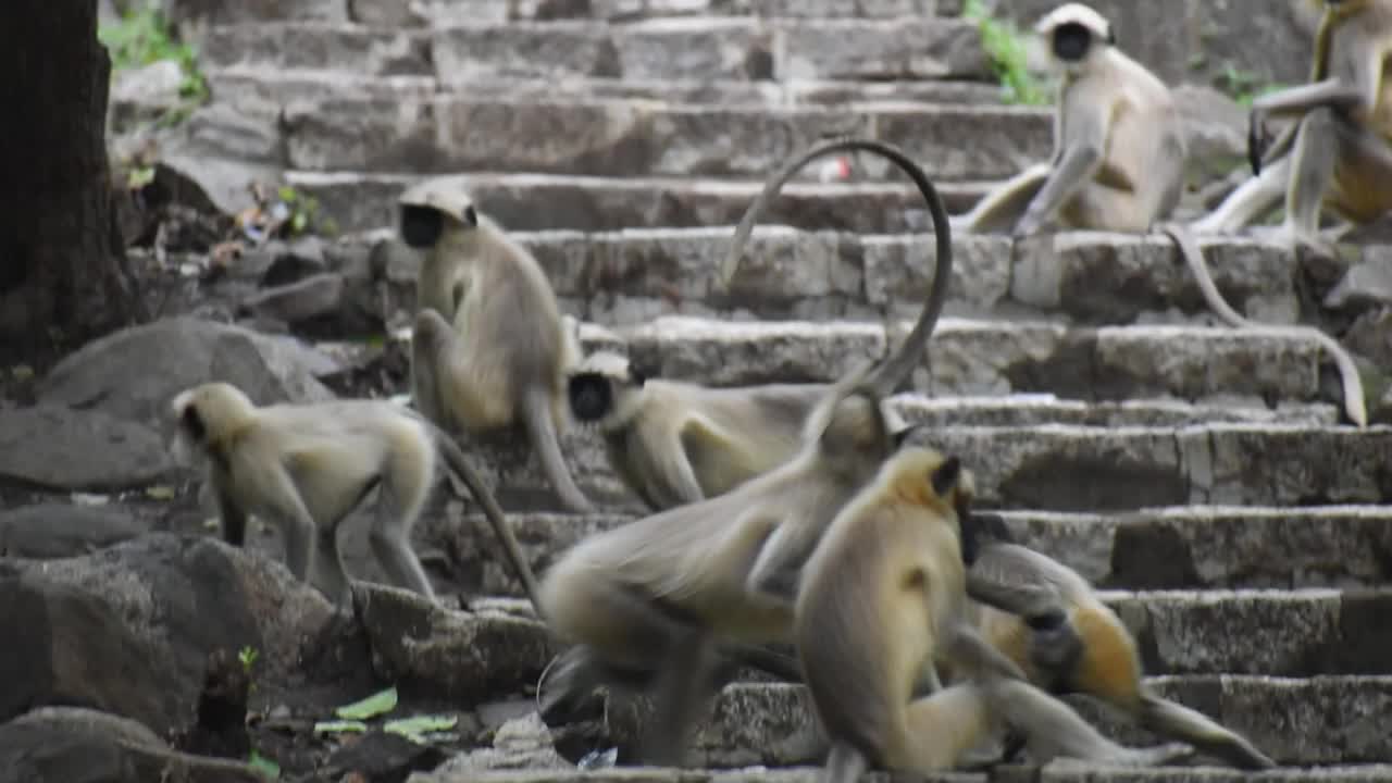 在印度古吉拉特邦的Junagadh，一群坐在楼梯上的猴子视频素材