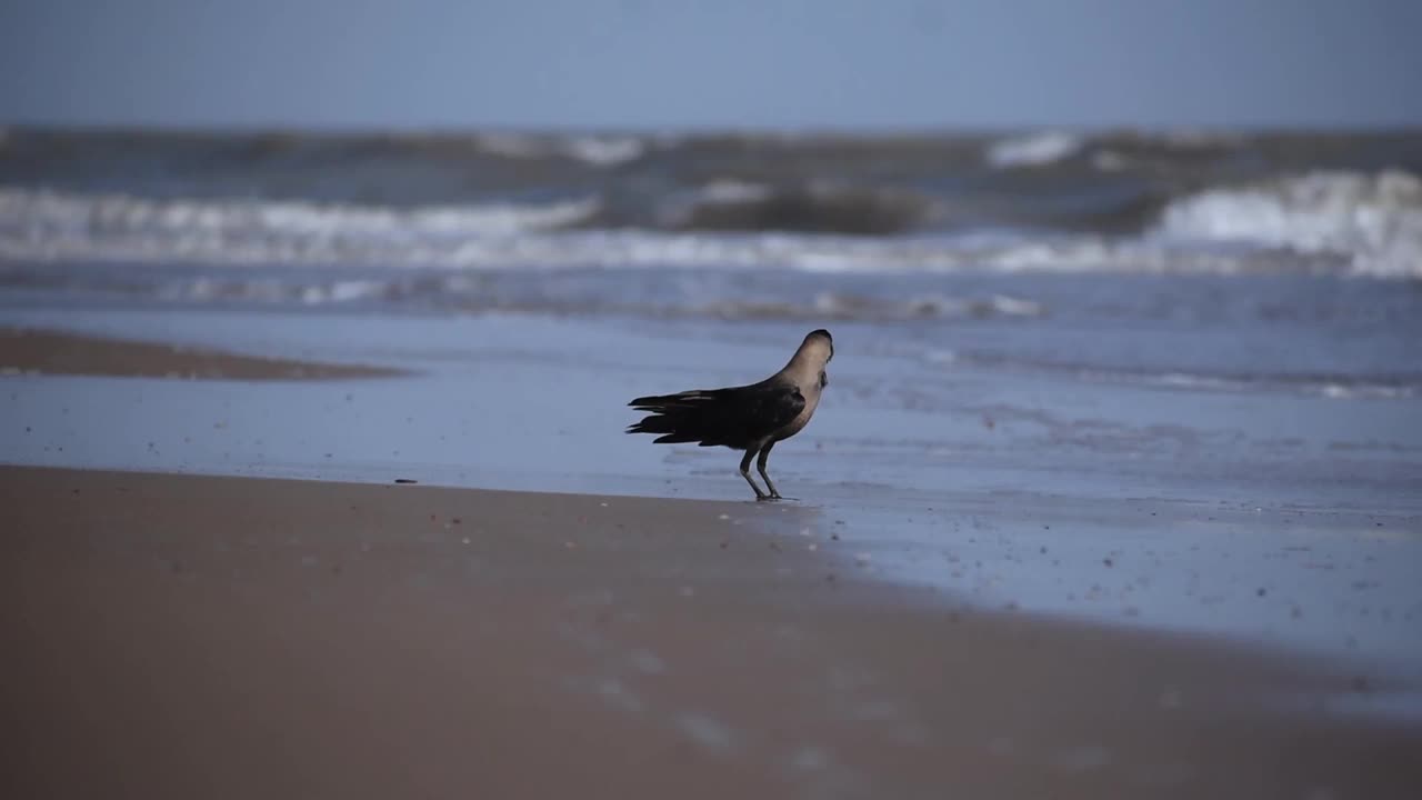 乌鸦站在海边，海浪拍打着沙滩的特写镜头视频素材