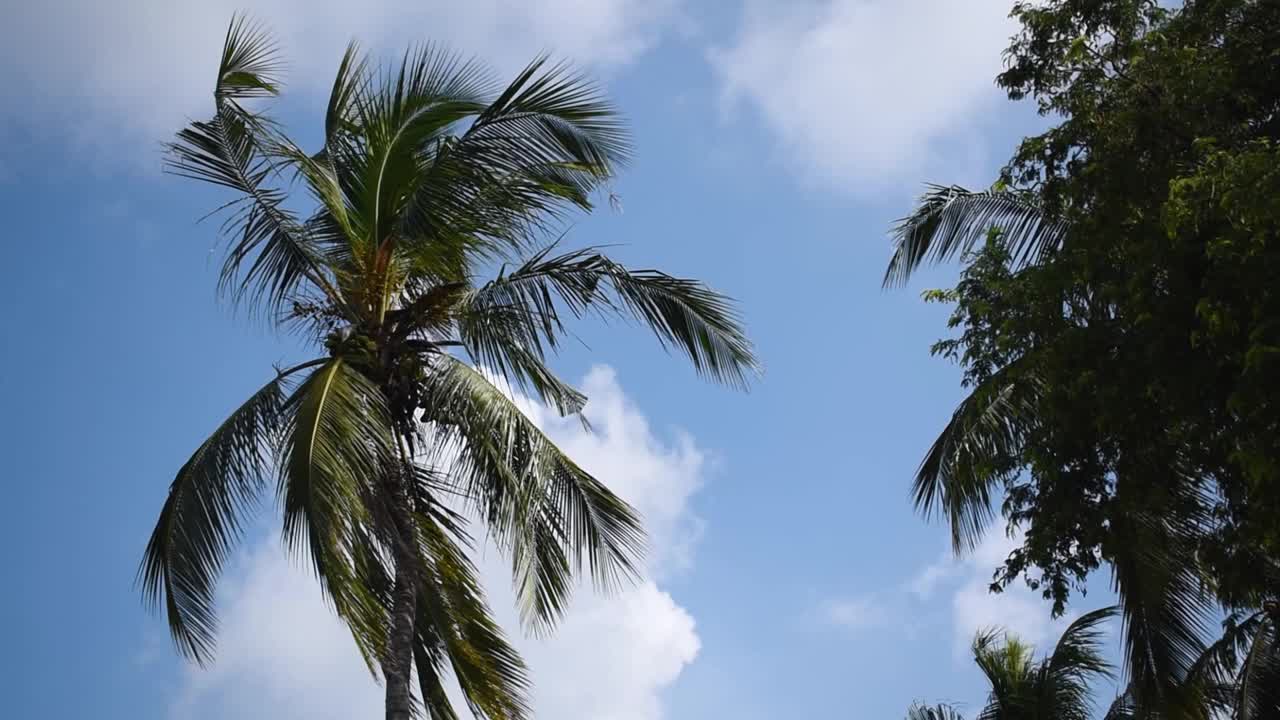 夏季热带岛屿上美丽的椰子树的底部视图拍摄视频素材