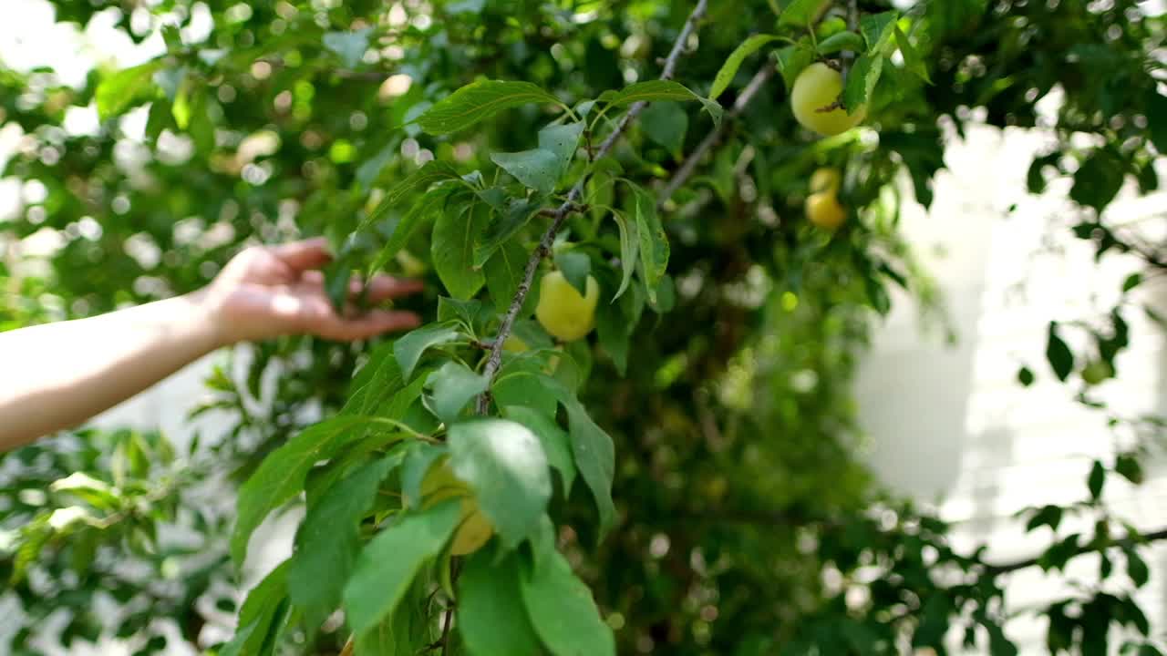 大量成熟的黄色樱桃、李子、紫薇、李子或梅子李子在树上收获视频素材