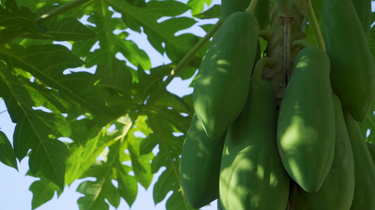 种植园里的木瓜树视频素材