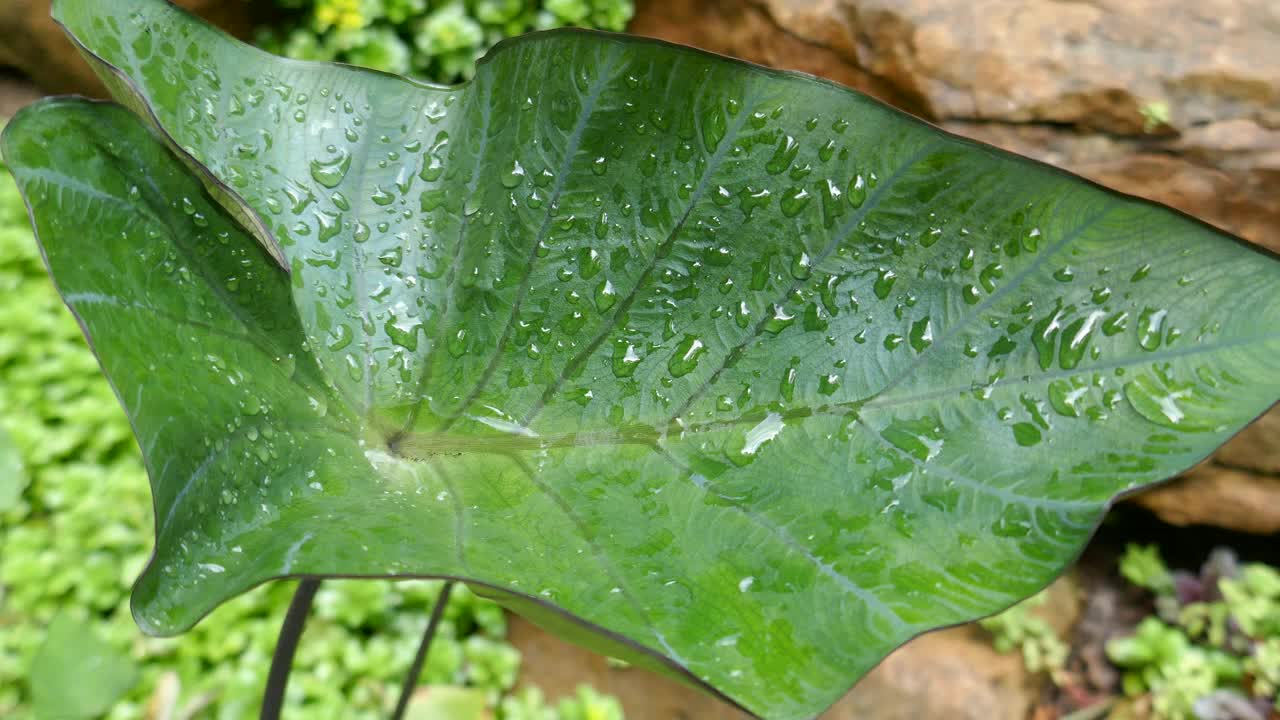 大的绿色箭头形叶子上有水滴视频素材