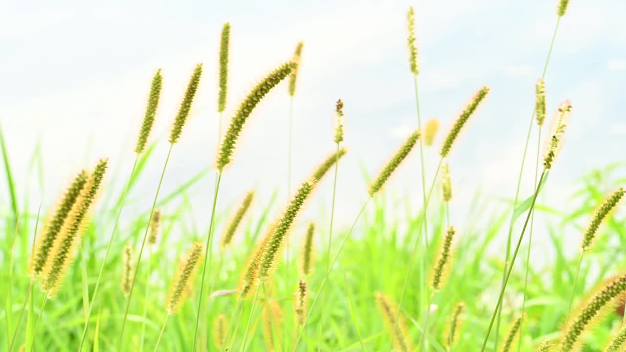 河岸上随风飘荡的草视频下载