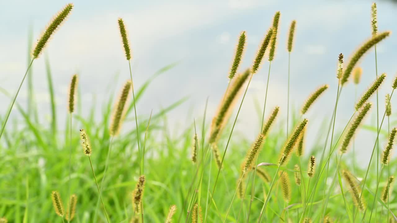 河岸上随风飘荡的草视频下载