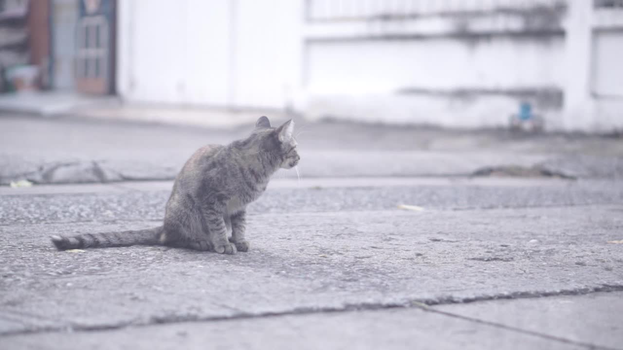 街上有只叫托比的猫。找什么东西视频素材