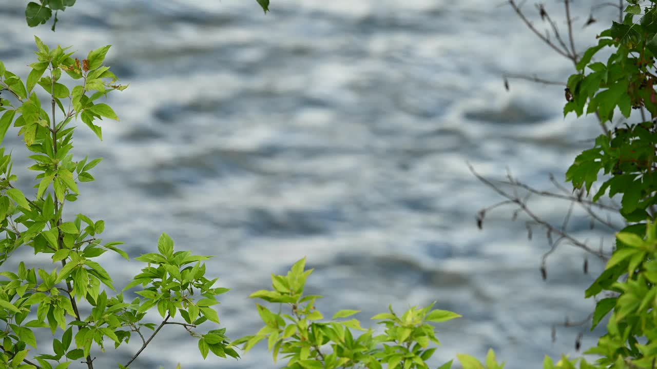 湍急的河水被树木包围视频下载