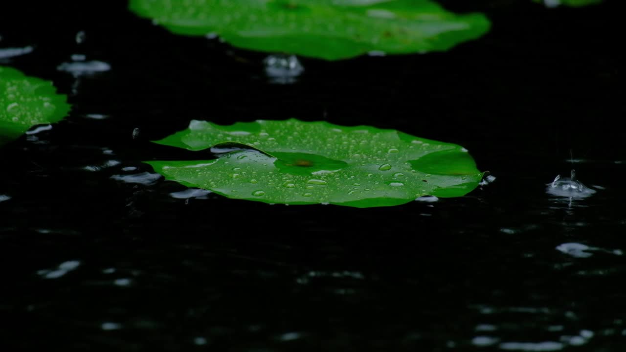 雨水落在池塘里睡莲的天然绿叶上。视频素材