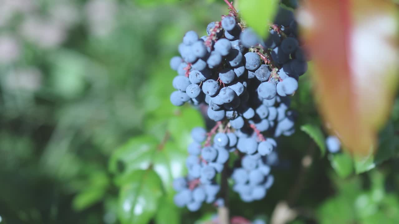 小檗属土石楠属俄勒冈葡萄的蓝莓视频素材