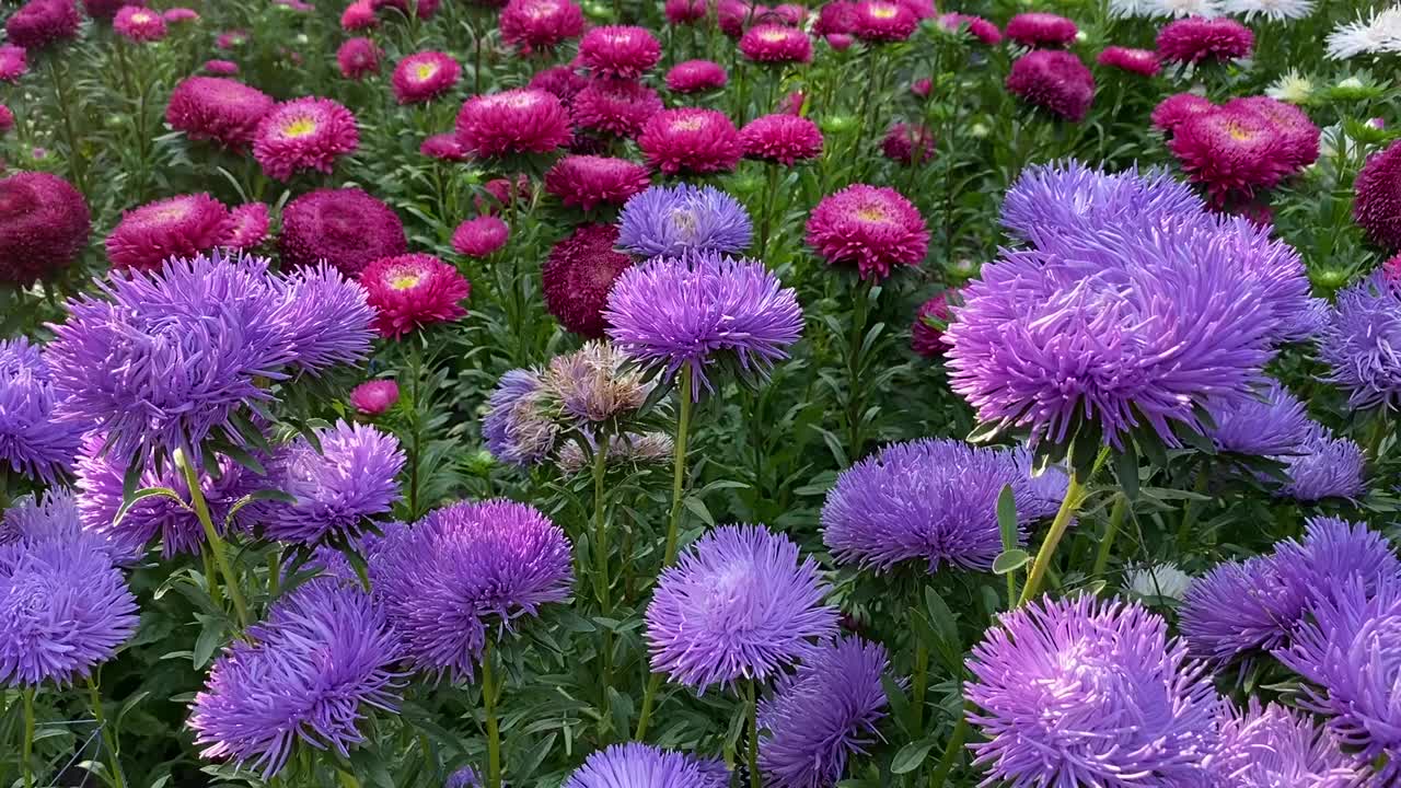 紫菀在花园里开花。花坛上美丽的紫红紫苑。视频素材