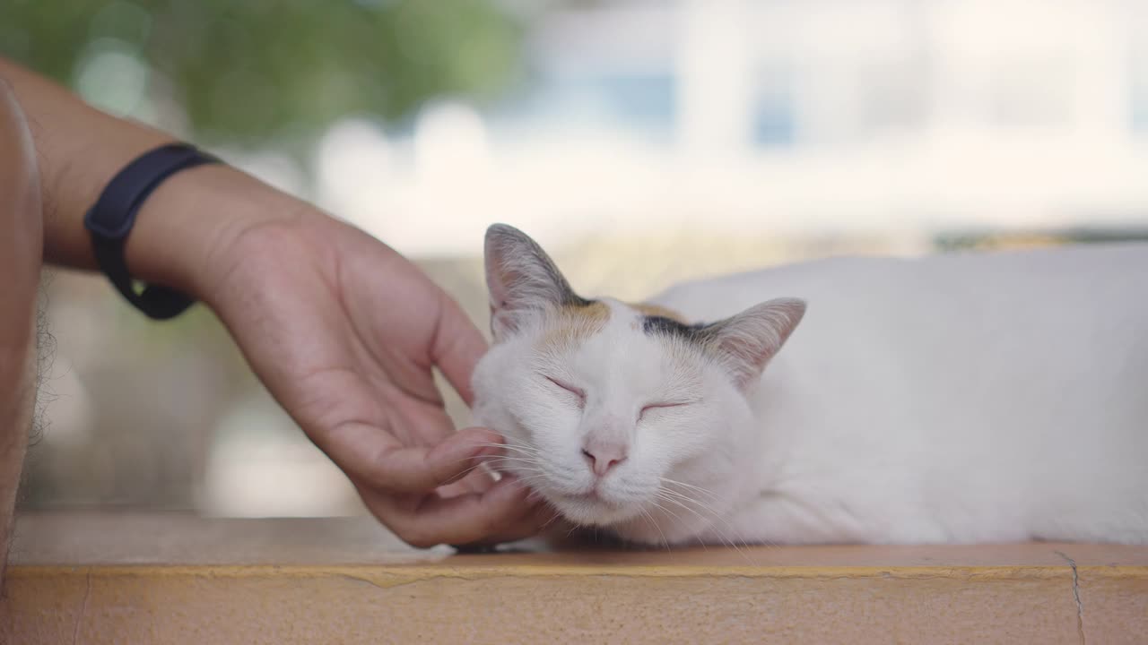 阳光明媚的日子里，花斑猫在挠下巴视频素材