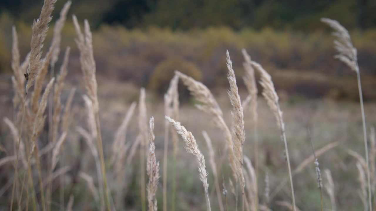 芦苇在多云的天气里随风摇摆。野草在大自然的映衬下随风摇曳。草地上荡秋千的芦苇。草吹在大自然秋天的田野。视频素材