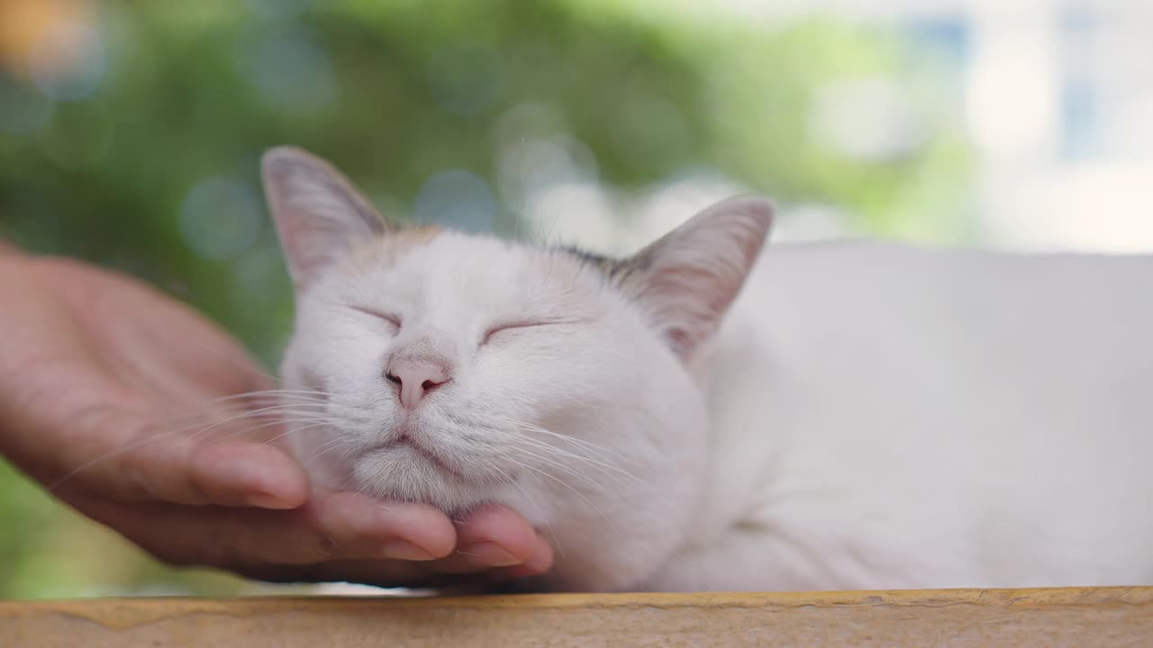 人用手揉着快乐的花布猫的下巴视频素材