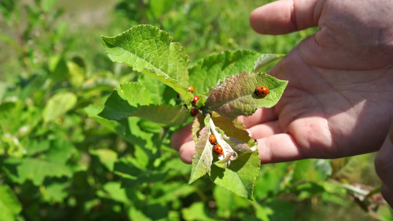 树叶上的瓢虫。观察昆虫和大自然。视频素材