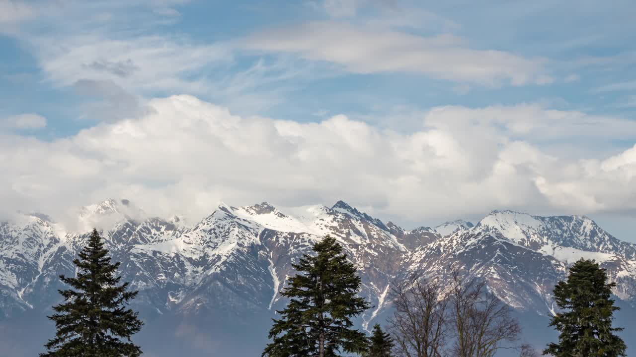 白雪覆盖的高山前面的冷杉树的全景。视频素材