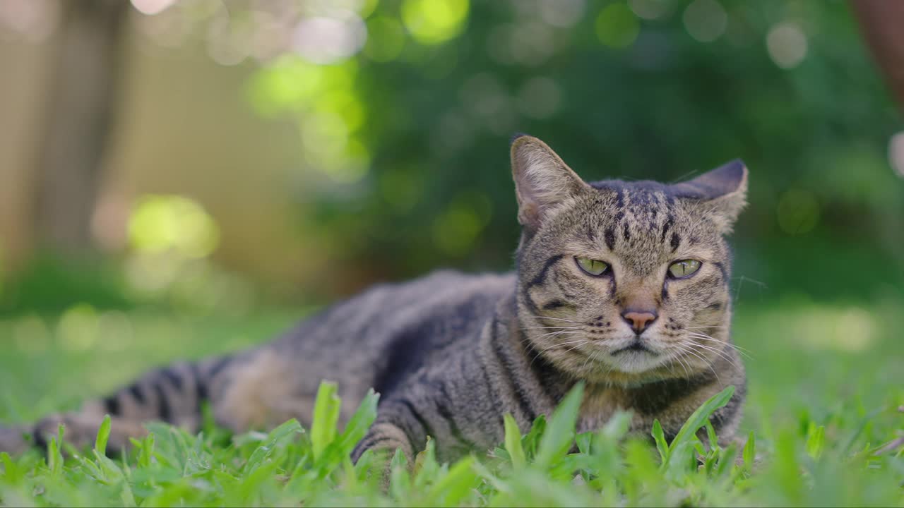 虎斑灰猫被胡曼的全身按摩弄得很兴奋视频素材