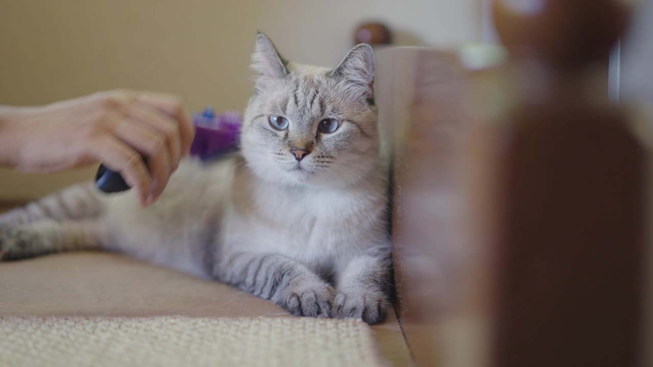 暹罗斑猫正在被梳理的正面照片视频素材