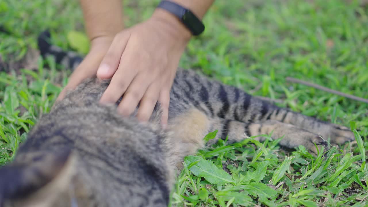 人的手在懒虎斑猫身上蹭来蹭去视频素材