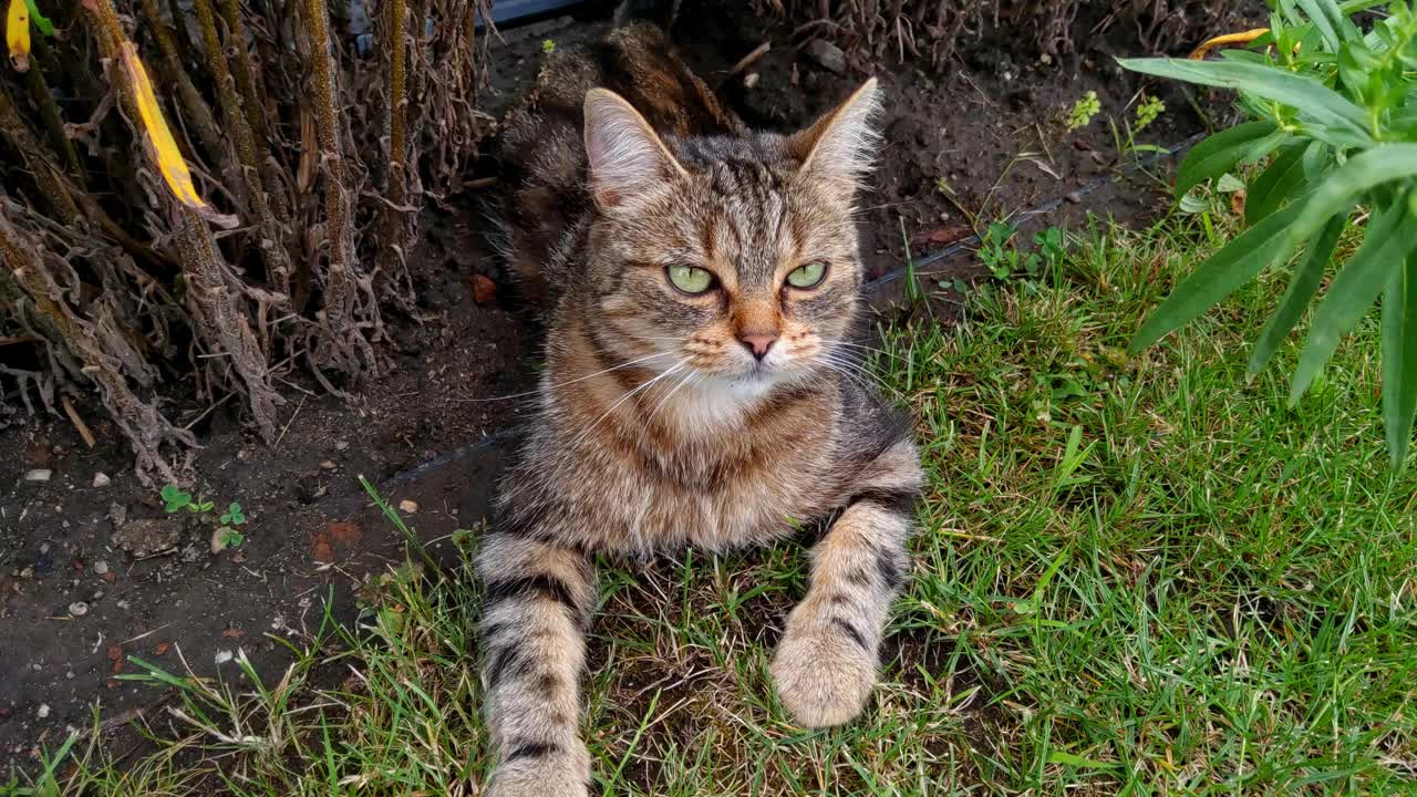 一只漂亮的猫躺在草地上玩耍视频素材