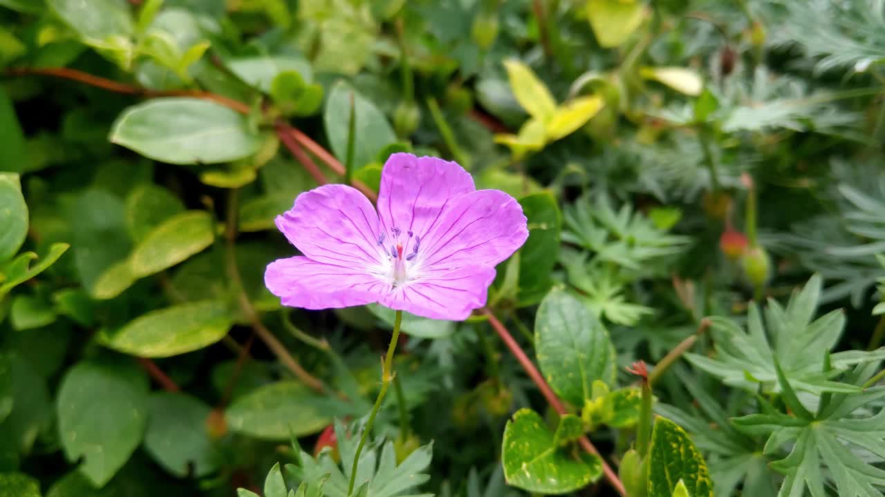 花园或公园里盛开的天竺葵花。多年生草本植物。视频素材