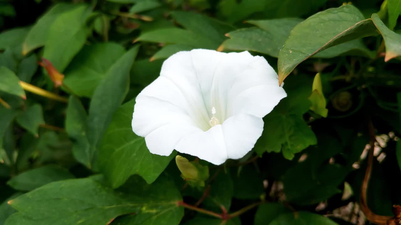 Calystegia乌贼骨。除了珠宝，它还被用作泻药和胆汁的薄膜颗粒视频素材