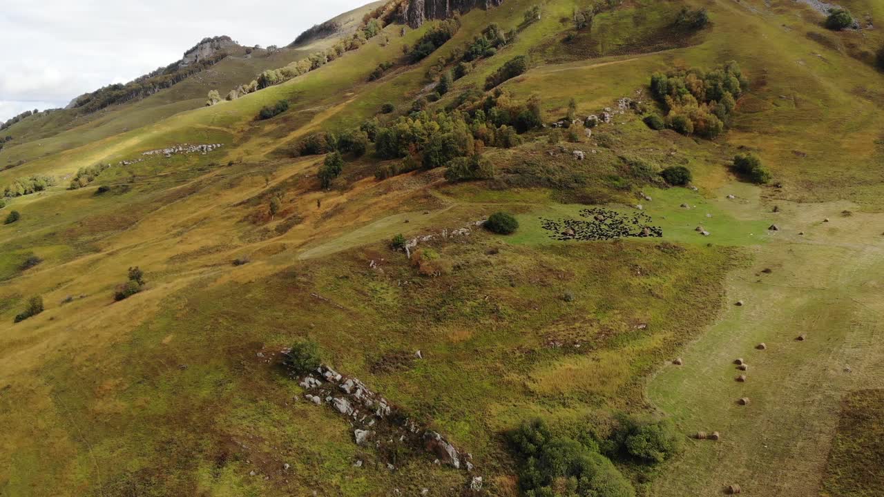 在山上秋天牧场上的鸟瞰图。白种人的牛在高山上的草地上吃草。天然牧场视频素材