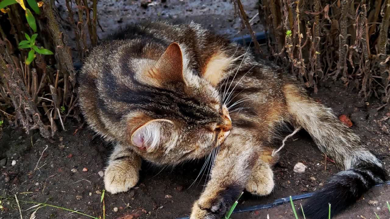 猫在花园里洗澡的特写镜头视频素材