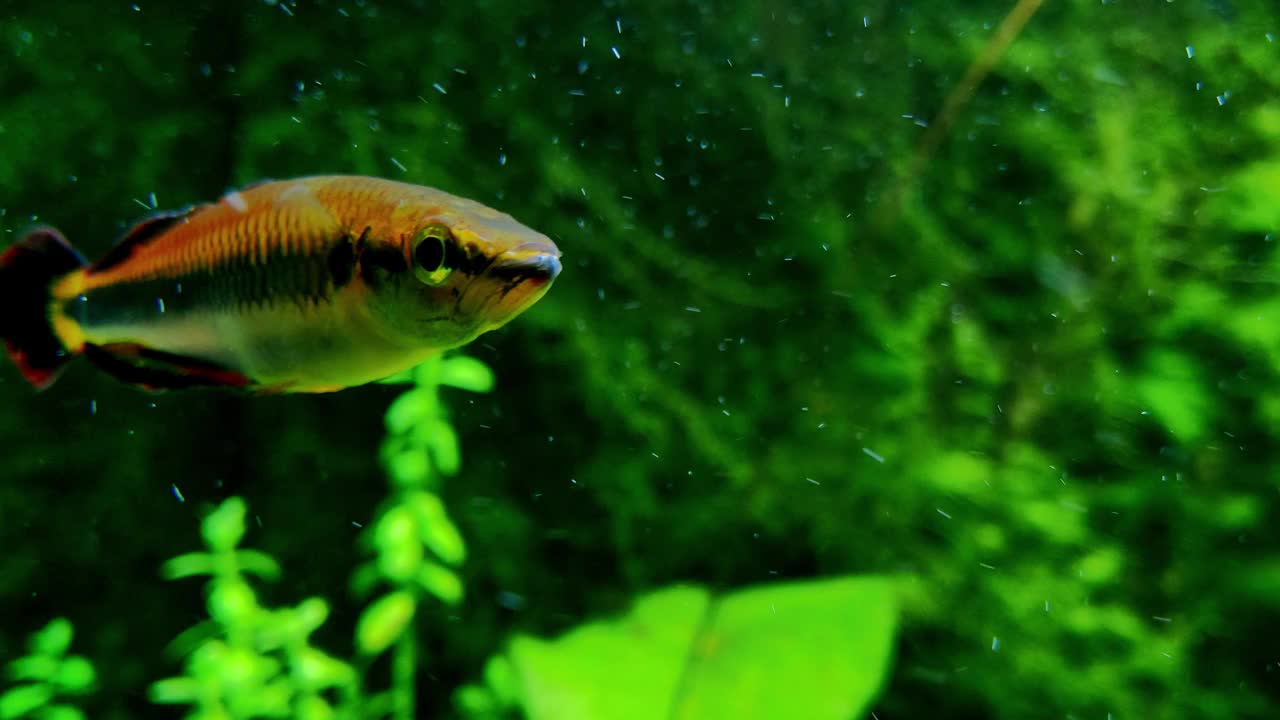 小鱼在水里游，在水族馆里看视频素材