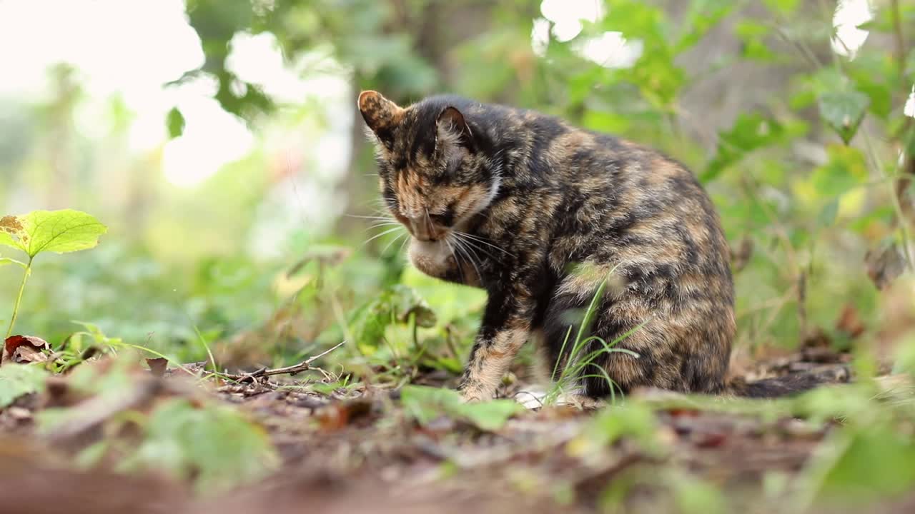 三色猫在森林里洗澡视频下载