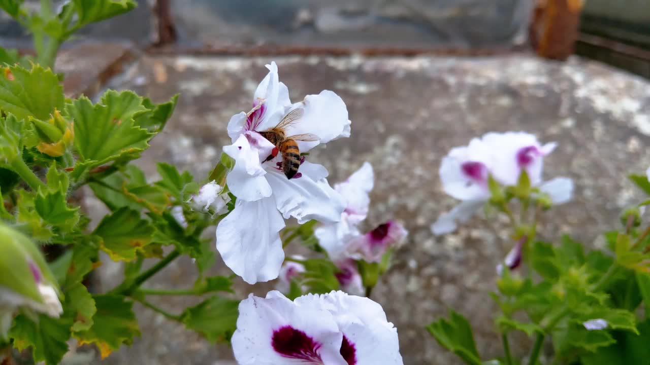 蜜蜂授粉期间，花园中盛开的花朵。收集蜂蜜视频素材