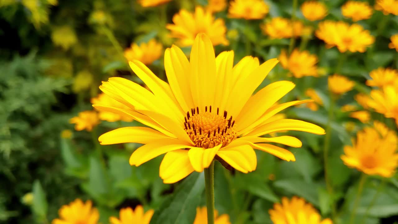 春天或夏天公园里盛开着美丽的黄色洋甘菊视频素材