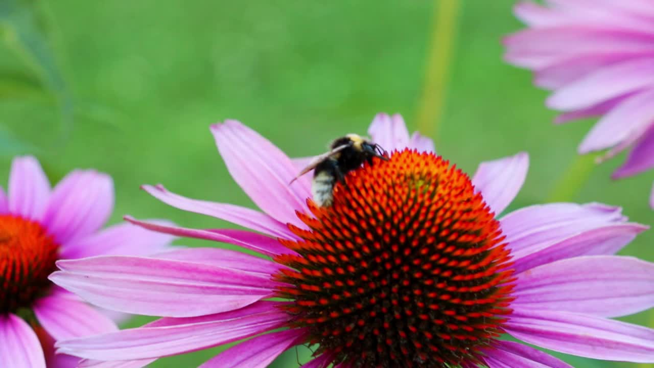 特写镜头:一只蜜蜂坐在花园或公园里盛开的花朵上视频素材