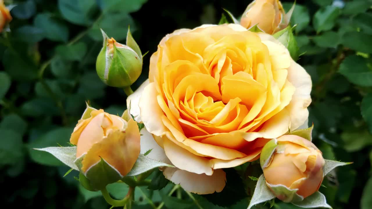 花园中盛开的橙色玫瑰的特写镜头视频素材