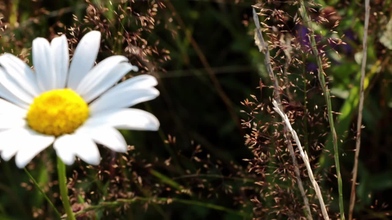 的焦点。模糊的背景。白色盛开的洋甘菊在公园或草地上随风飘舞，胶片纹路视频素材