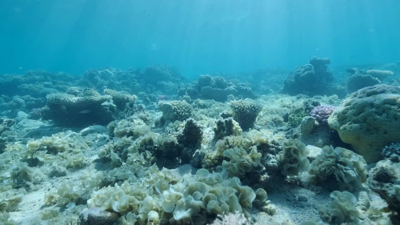 曾经美丽的珊瑚礁由于富营养化(海水中有机物增加)而长满了藻类。褐藻孔雀尾(Padina pavonica)覆盖底部和珊瑚。视频素材