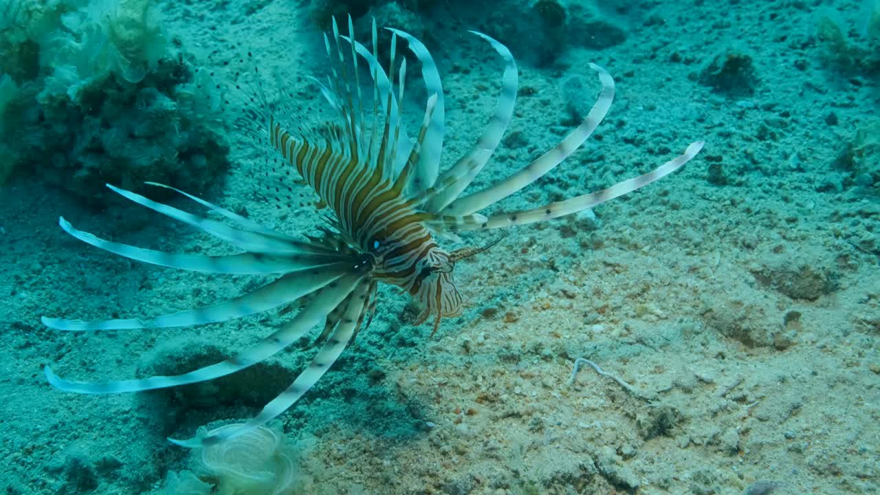 幼狮鱼慢慢地游过沙质海床。红狮鱼，特写，慢镜头视频素材