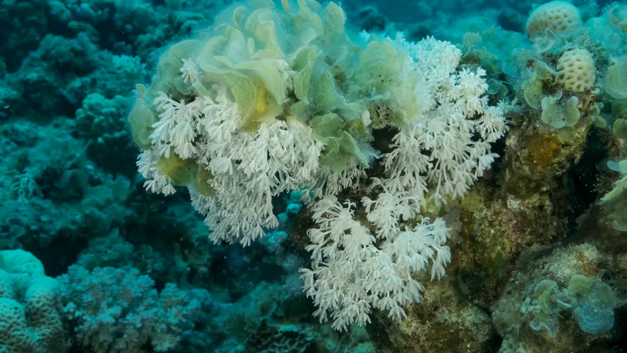 褐藻孔雀尾(Padina pavonica)入侵领地白脉软珊瑚(Heteroxenia fuscesens)。这是海水富营养化(海水中有机物增加)的结果。视频素材