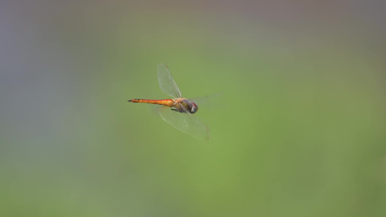 蜻蜓飞视频素材