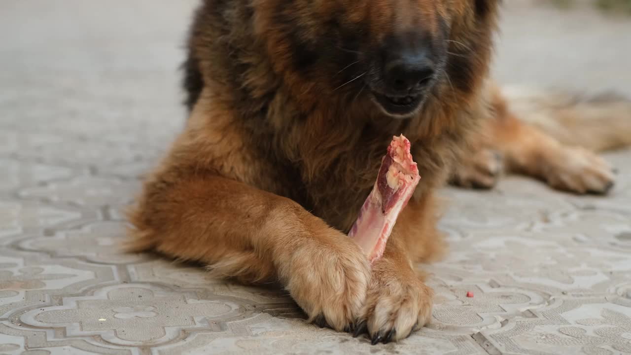 德国牧羊犬在啃骨头。视频素材