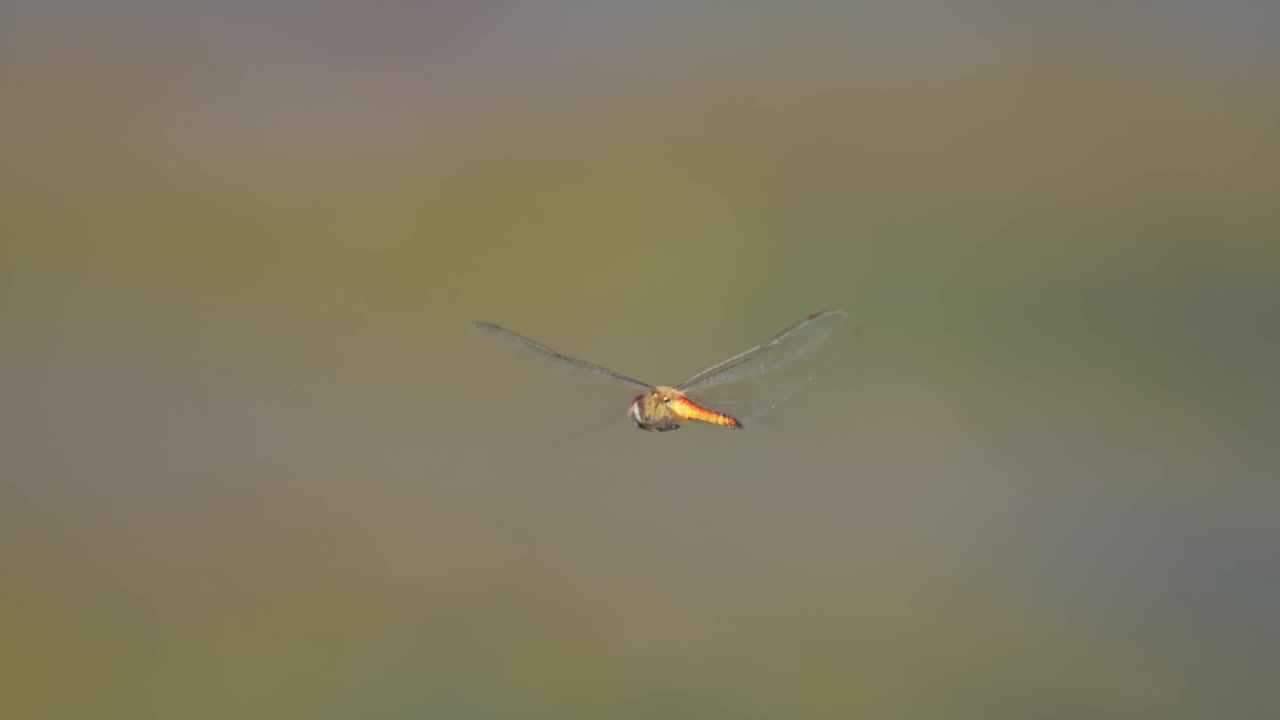 蜻蜓飞视频素材