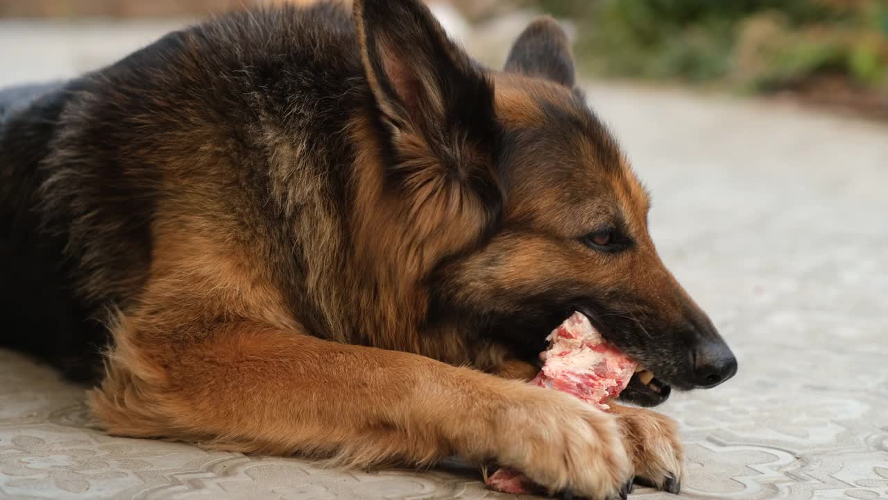 德国牧羊犬在啃骨头。视频素材