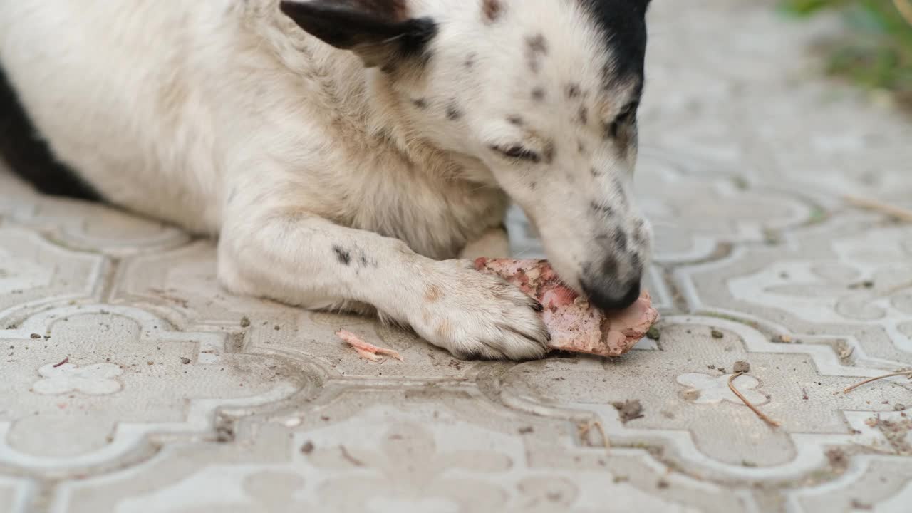 杂种狗在啃骨头。视频素材