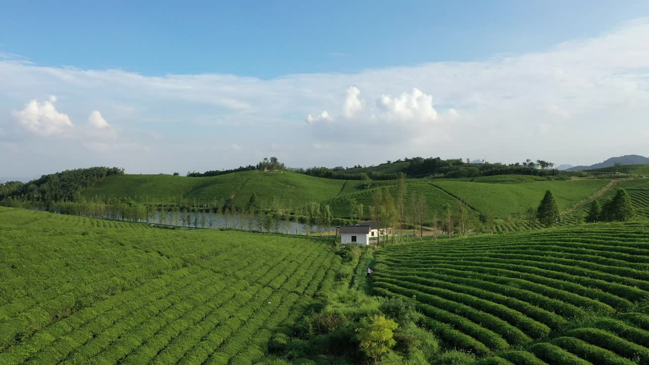 山地茶园视频素材