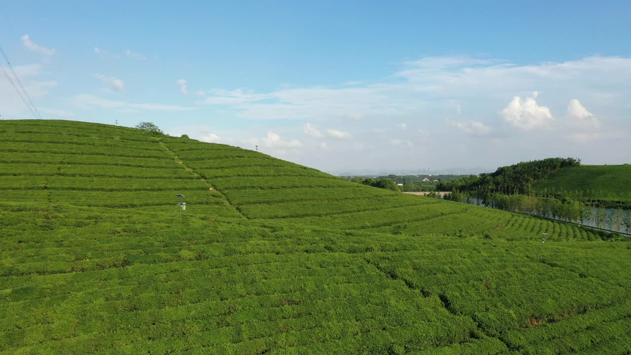 山地茶园视频素材