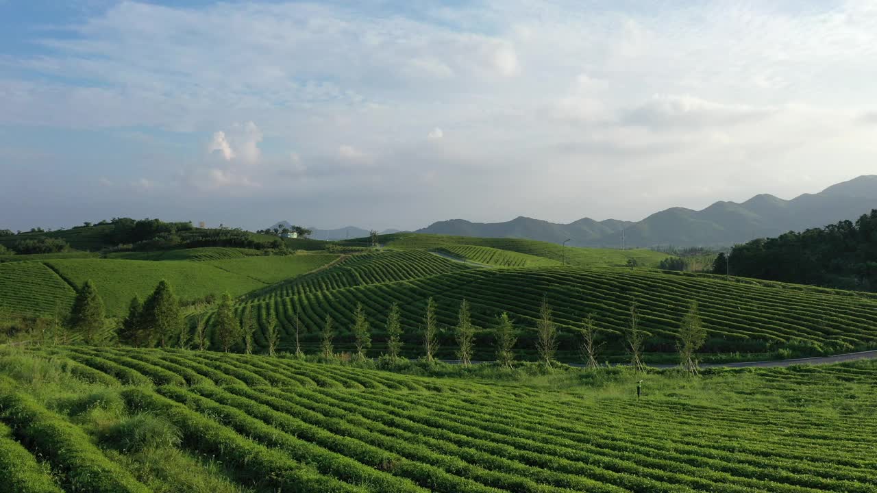 山地茶园视频素材