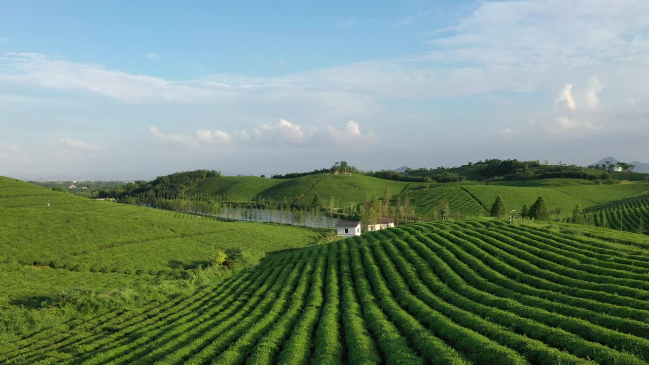 山地茶园视频素材